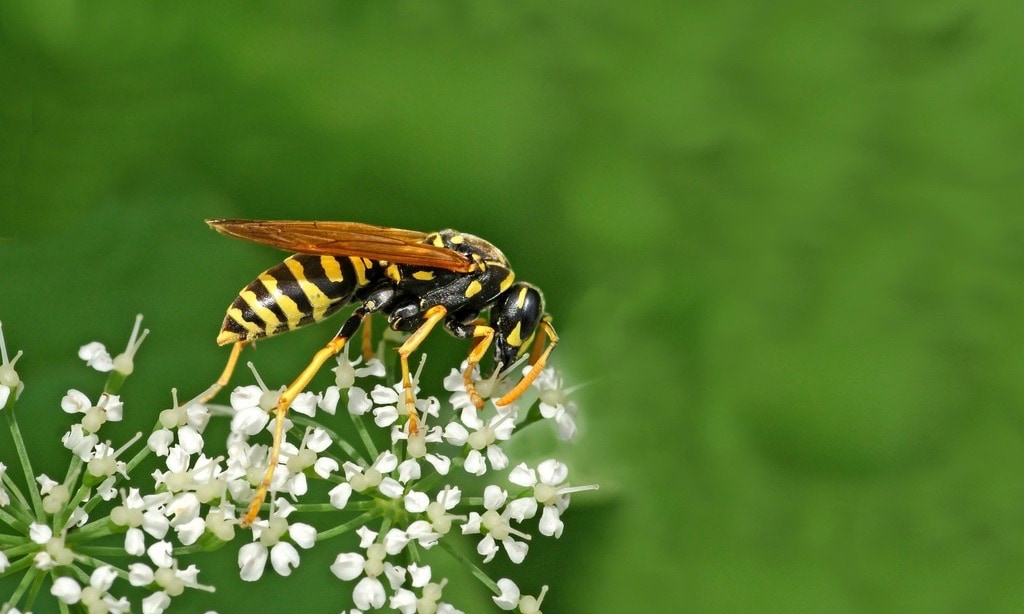 Wespensteek: wat is de beste behandeling? | Etos